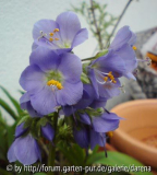 Polemonium caeruleum Flieder