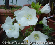 Polemonium caeruleum forma Alba