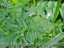 Polemonium caeruleum Blattvergleich