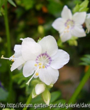Polemonium caeruleum Blütenvergleich