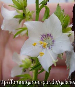 Polemonium caeruleum Filigran Sternblüte