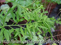 Polemonium caeruleum Filigran Blatt