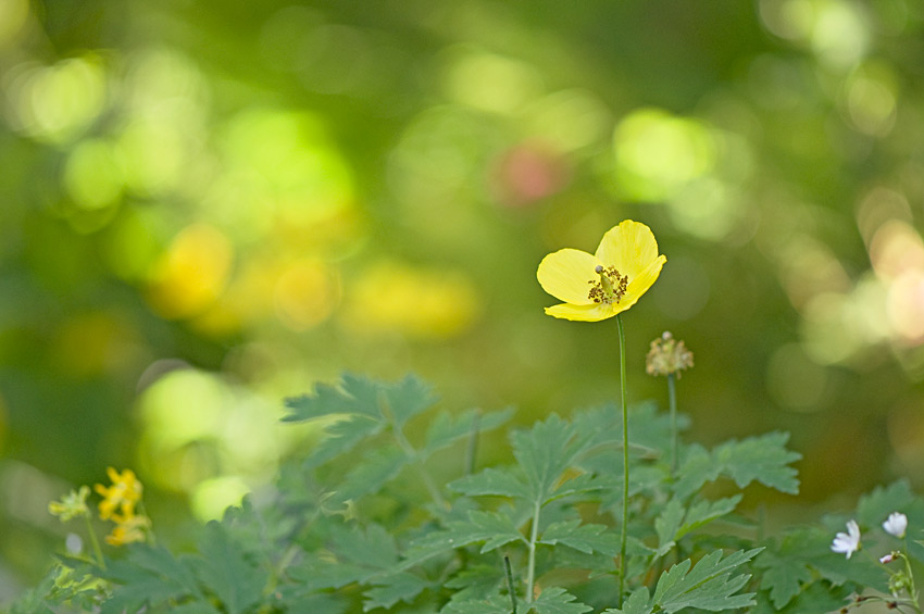 Sommer-5
