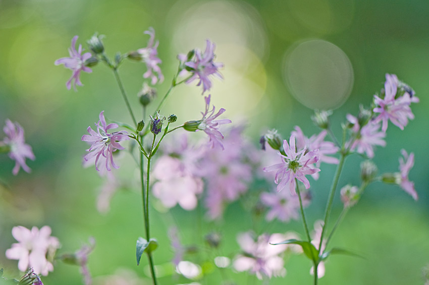 Sommer-2