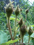 Moos Centifolia Muscosa