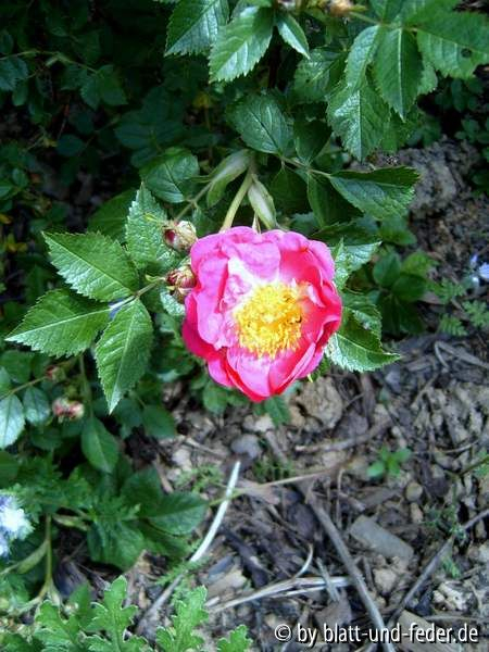 Rosa rubiginosa Magnifica