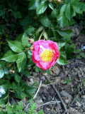 Rosa rubiginosa Magnifica