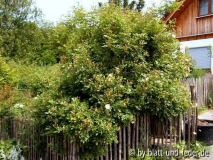 Ghislaine de Feligonde Habitus