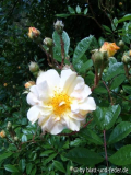 Ghislaine de Feligonde