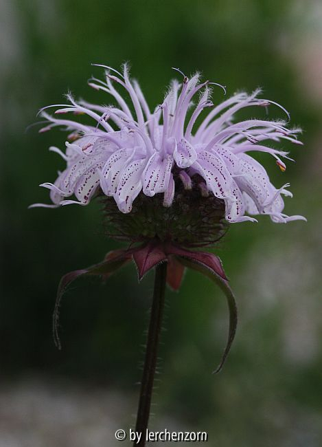 Frühe Indianernessel (Monarda bradburiana)