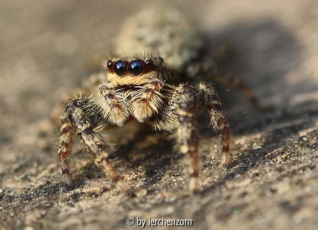 Springspinne (Marpissa muscosa), Portrait