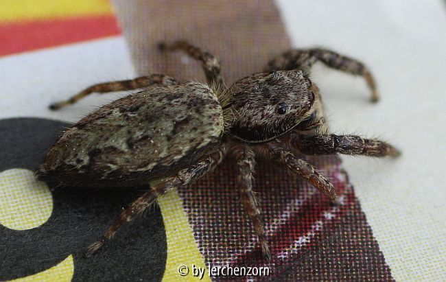 Springspinne (Marpissa muscosa)