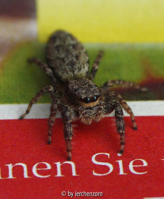 Springspinne (Marpissa muscosa)