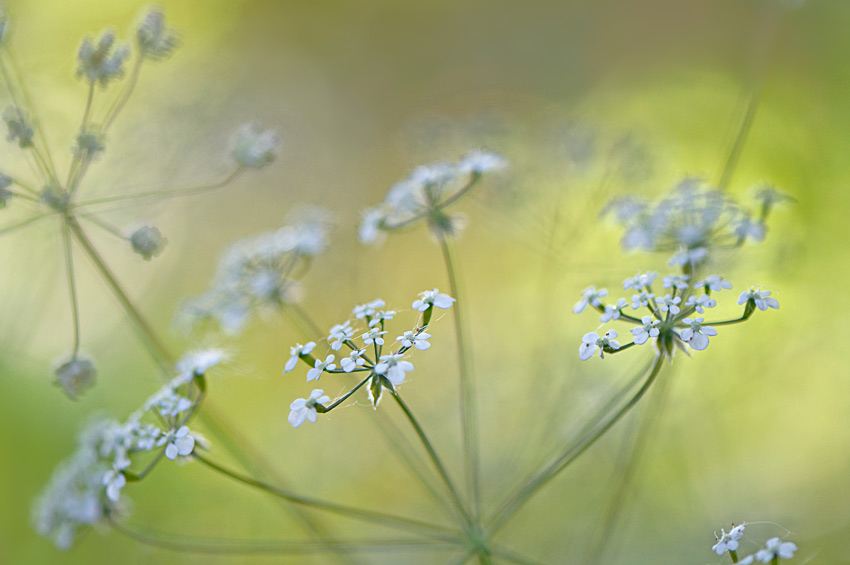 Sommer-6