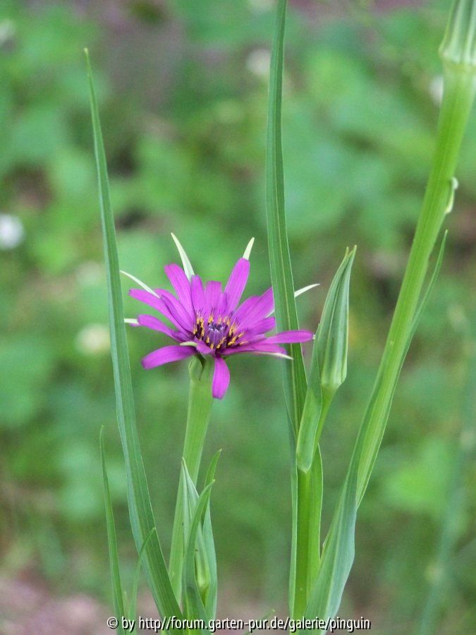 Haferwurzel Blüte