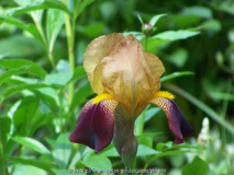 Iris Oranienburg