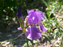 Iris Lovely Again