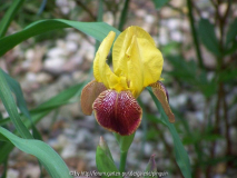 Iris Flammenschwert