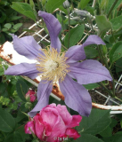 Clem. integrifolia _Julii + Rem.Rose Reine de Violettes