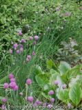 Schnittlauch als Rosenbegleiter