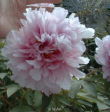 Paeonia suff._ unbekannt