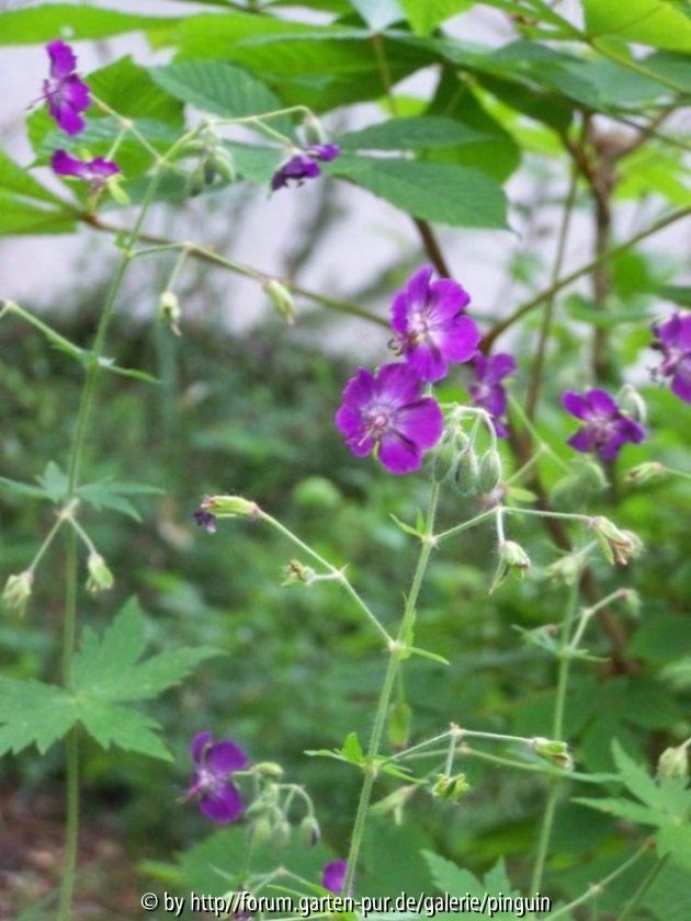 Geranium phaeum