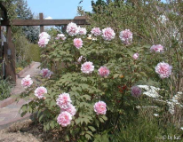 Paeonia suffr._Sorte unbekannt