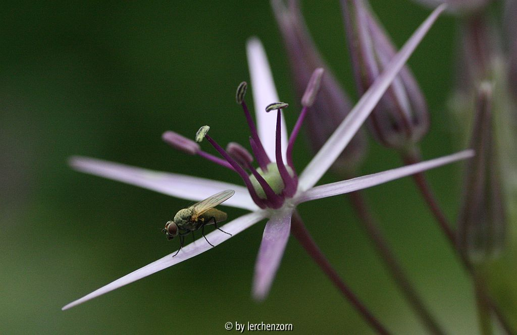 Fliege auf Sternkugellauch