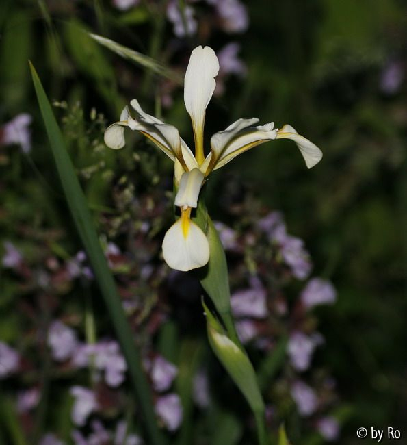 Iris sintenisii oder was?