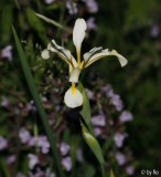 Iris sintenisii oder was?