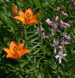 Lilium bulbiferum ssp. bulbiferum