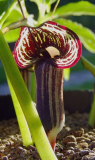 Arisaema kiushianum