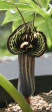 Arisaema kiushianum