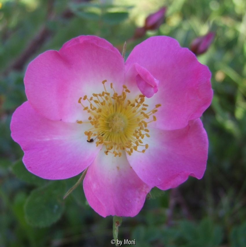 R. pendulia-2