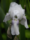 iris-mrs-horace-darwin.jpg