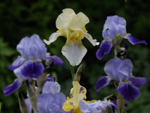 iris-mary-barnett-rheintraube.jpg
