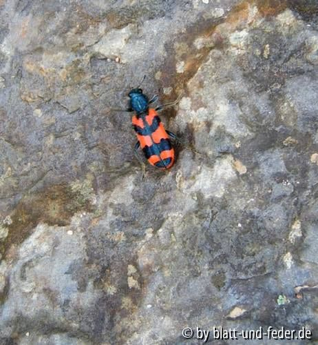 Trichodes alvearius