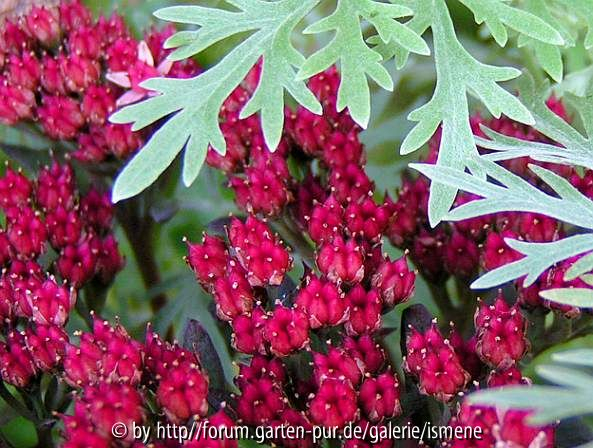 Silberne Fleischeslust