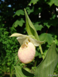 Cypr_ Hybrid 2010_06_08.JPG
