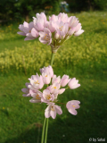 Allium roseum 2010_06_07.JPG