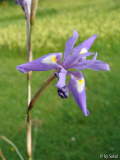 Morea sisyrichium 2010_06_07 (1).JPG