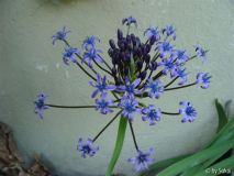 Scilla peruviana 2010_06_06.JPG