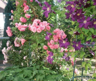 Rosarium Uetersen + Clem. Viola