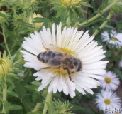 Aster novae-angliae_Herbstschnee