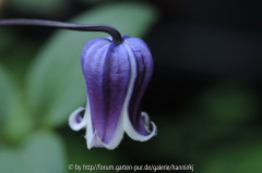 Clematis 'Dr. Mary' 2010