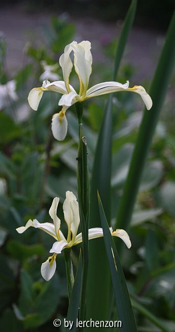 Salzwiesen-Schwertlilie (Iris halophila)