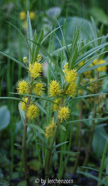 Straußgilbweiderich (Lysimachia thyrsiflora)