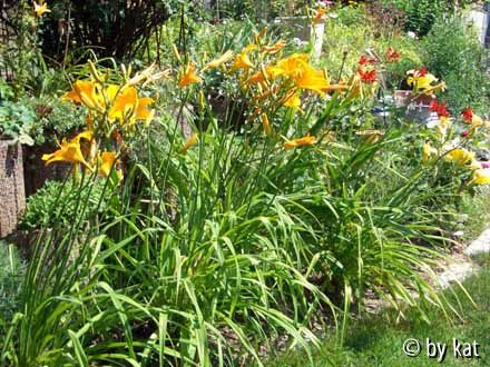 Hems + Crocosmia