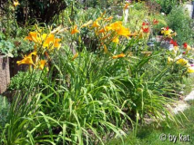 Hems + Crocosmia