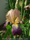 Iris sambucina